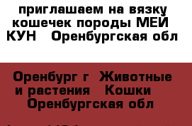 приглашаем на вязку кошечек породы МЕЙ  КУН - Оренбургская обл., Оренбург г. Животные и растения » Кошки   . Оренбургская обл.